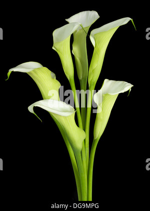white calla lilys isolated on a black background Stock Photo