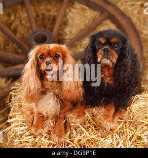 Cavalier King Charles Spaniel, ruby and black-and-tan |Cavalier King Charles Spaniel, ruby und black-and-tan Stock Photo