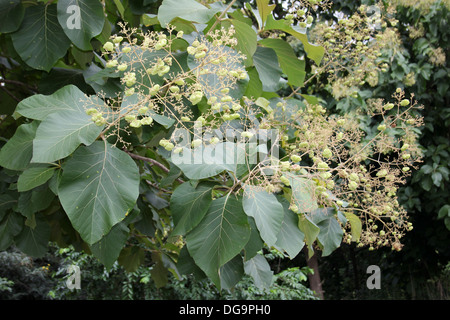 Teak Tree Tectona grandis With Seeds Stock Photo