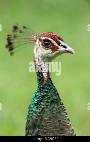 Close Up Of Head And Neck Of A Peacock Female Stock Photo