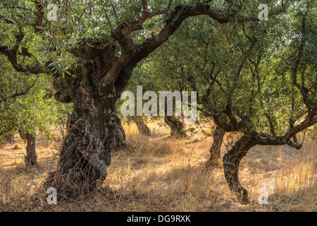 Terraces of Kalamata olive trees near Kardamyli, in the Outer Mani, Peloponnese, Greece. Stock Photo