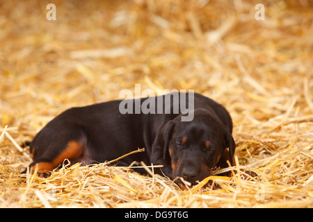 Dobermann Pinscher, puppy, 5 weeks |Dobermann, Welpe, 5 Wochen Stock Photo