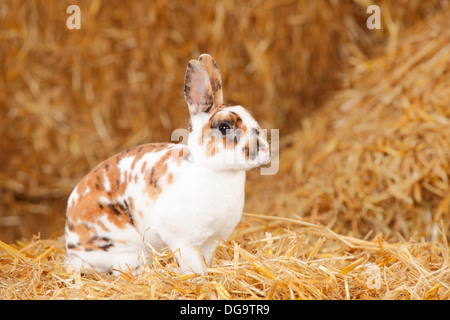 Dwarf Rex Rabbit, dalmatian tricolour Stock Photo