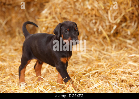 Dobermann Pinscher, puppy, 5 weeks |Dobermann, Welpe, 5 Wochen Stock Photo