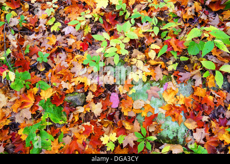 Nature background: fall or autumn maple leaves on forest floor Stock Photo