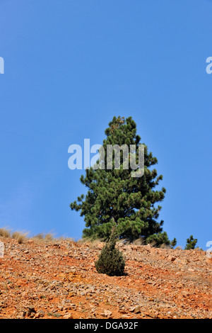 Pine trees on a rocky ridge near Drummond Montana USA Stock Photo