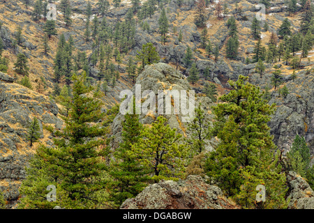 Rocks and ponderosa pine in the Missouri River canyon I 15 n ear Mid Canon Montana USA Stock Photo