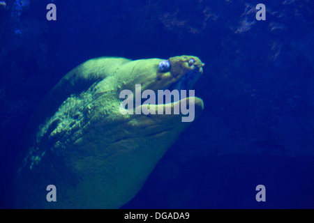 Green Moray eel in an aquarium Stock Photo