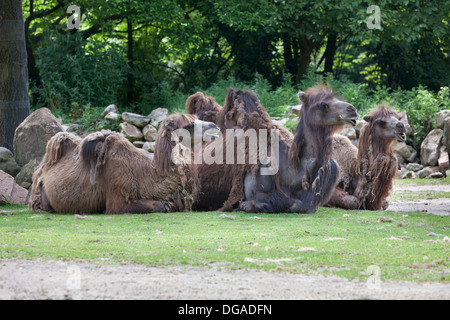 Resting camels in the park Stock Photo