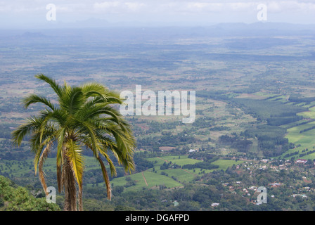 Palm tree on the southern slope of Mount Mulanje, Malawi Stock Photo
