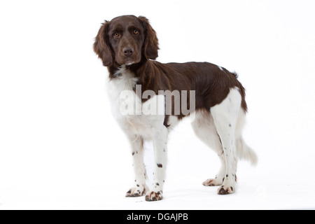 Small deals munsterlander pointer