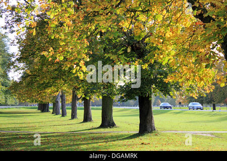 Bushy Park, London, UK. 17th October 2013.  The leaves on the horse chestnut trees on Chestnut Avenue in Bushy Park have turned golden and look magnificent in the autumn sunshine. Credit:  Jubilee Images/Alamy Live News Stock Photo