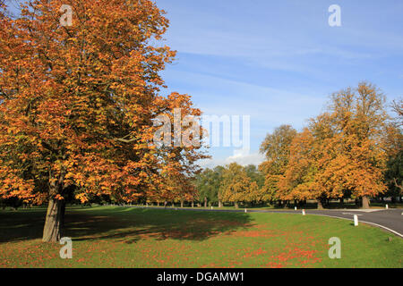 Bushy Park, London, UK. 17th October 2013.  The leaves on the horse chestnut trees on Chestnut Avenue in Bushy Park have turned gold, red and yellow and look magnificent in the autumn sunshine. Credit:  Jubilee Images/Alamy Live News Stock Photo