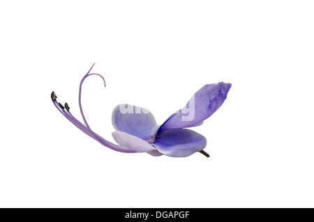 The flower of the blue butterfly bush isolated on white background Stock Photo