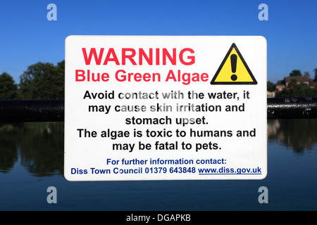 Blue Green Algae in the Mere, market town of Diss, Norfolk County, England, Britain, UK Stock Photo