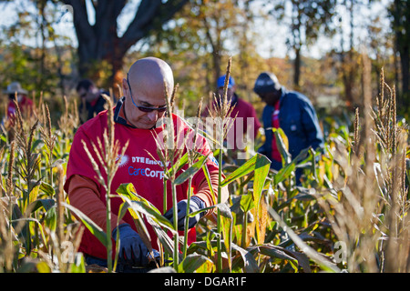 Volunteers work in corn field for charity that distributes food to the hungry. Stock Photo