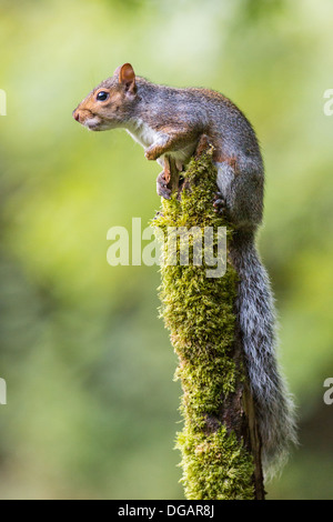 Grey Squirrel (Sciurus carolinensis) stood on top of a mossy covered log, portrait against green backdrop Stock Photo