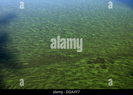 Blue Green Algae in the Mere, market town of Diss, Norfolk County, England, Britain, UK Stock Photo