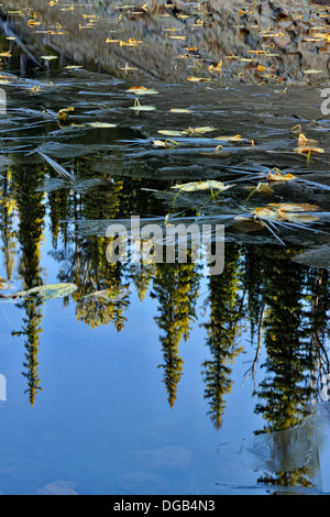 Isa Lake on the Continental Divide with fresh ice Yellowstone NP Wyoming USA Stock Photo