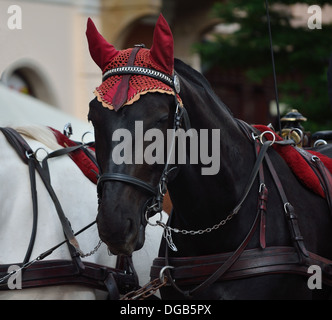 Black horse in devils hat Stock Photo