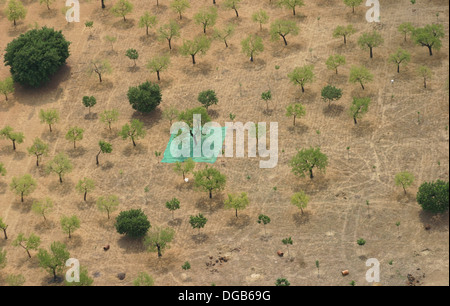 Almond tree field seen from aerial view in the island of Mallorca, Spain Stock Photo