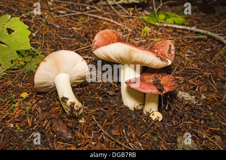 Rosy Russula, Russula rosacea, a large wild mushroom which grows in the Pacific Northwest Stock Photo