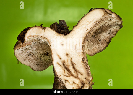 white shelf mushroom with teeth