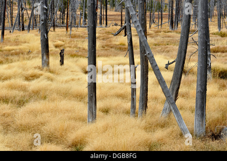 Dead snags and grasses near Obsidian Creek Yellowstone NP Wyoming USA Stock Photo