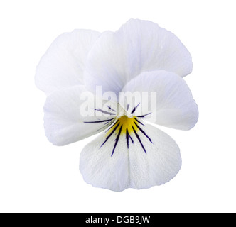 Viola flower isolated on white background Stock Photo