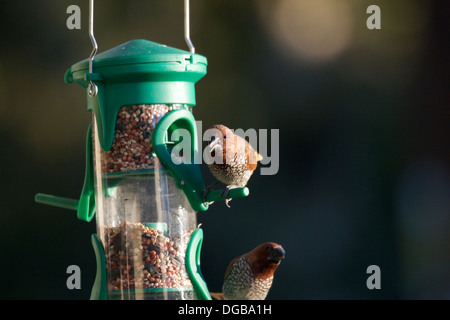 Scaly-breasted Munia also known as Nutmeg Mannikin (Lonchura punctulata) or spice finch on a bird feeder in Southern California Stock Photo