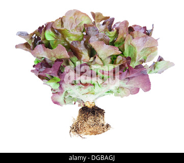 fresh red oak leaf lettuce isolated on white background Stock Photo