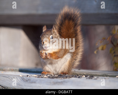 A big personality, super cute, American red squirrel (Tamiasciurus hudsonicus) feeds on sunflower seeds near Saskatoon, Canada. Stock Photo