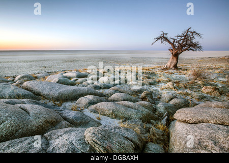 A lone Baobab on the edge of Kubu Island, Botswana. Stock Photo