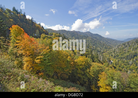 Autumn leaves starting to turn in Great Smoky Mountains National Park against a bright blue sky and white clouds Stock Photo