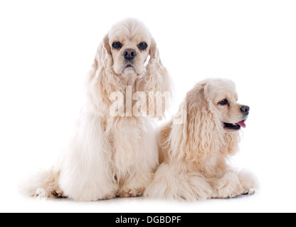 american cocker spaniels in front of white background Stock Photo