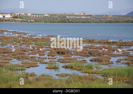 Flamingos on the lagoon (Laguna de Fuente del Piedra), Fuente del Piedra, Malaga Province, Andalusia, Spain. Stock Photo