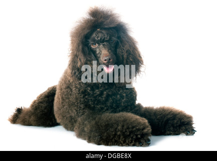beautiful brown poodle in front of a white background Stock Photo