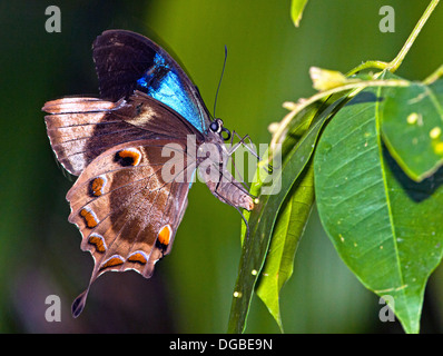 The blue mountain swallowtail butterfly, Papilio Ulysses Stock Photo - Alamy