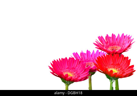 gerbera daisies on white background Stock Photo