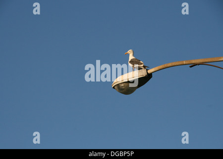 Perching Seagull Stock Photo