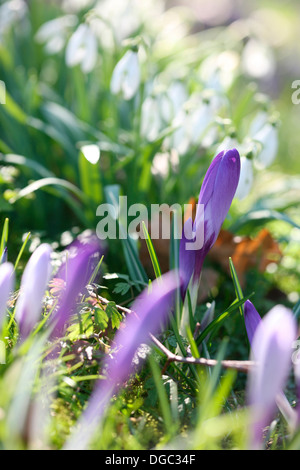 early spring flowers crocus and snowdrops on a sunny day  Jane Ann Butler Photography  JABP1077 Stock Photo