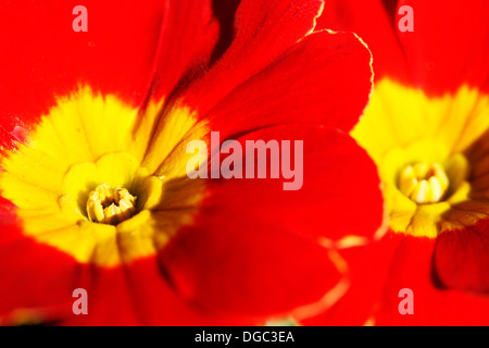 early Spring flower much loved english primrose, red and yellow blooms  Jane Ann Butler Photography  JABP1078 Stock Photo