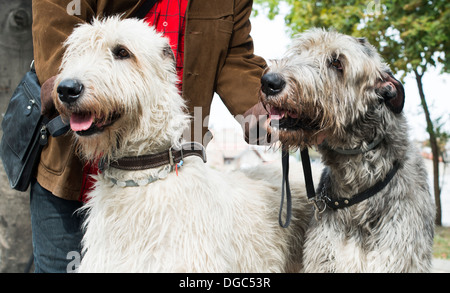 Two Giant schnauzer dogs. White and black Stock Photo