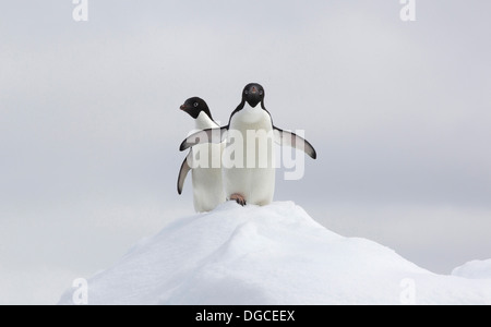 Adelie Penguins on ice floe in the southern ocean, 180 miles north of East Antarctica, Antarctica Stock Photo