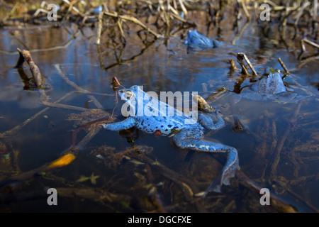 Moor Frogs (Rana arvalis) blue coloured males floating in pond during ...
