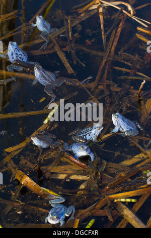 Moor frogs in blue mating color Stock Photo - Alamy