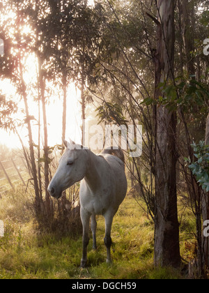 Criollo horse in forest, Uruguay Stock Photo