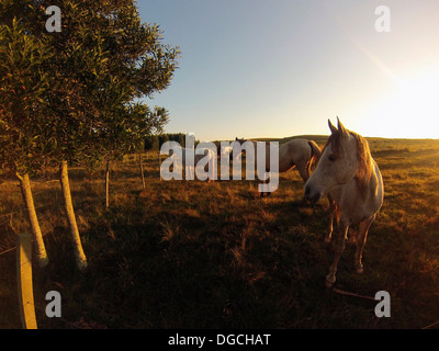 Criollo horses in sunlit field, Uruguay Stock Photo