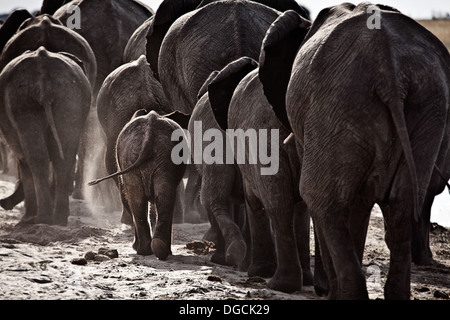 Elephants walk off along a river bank. Stock Photo