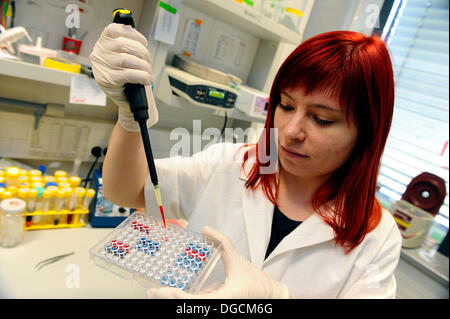 Brno, Czech Republic. 18th October 2013. Tereza Obadalova works in a laboratory of the Faculty of Medicine at Masaryk University Scientists of the Faculty of Medicine informed about the discovery of an enzyme which decides on the future purpose of stem cells in the early stages of human development. A small protein labeled PTP1B is responsible for whether a particular cell will form the basis of internal organs or the nervous system. The discovery can be used in the future to develop effective therapeutic cells, for example in certain neurodegenerative diseases. (CTK Photo/Vaclav Salek/Alamy L Stock Photo